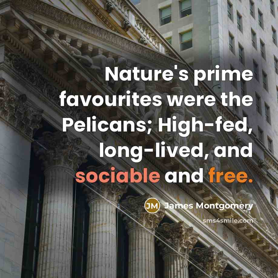 “Nature's prime favourites were the Pelicans; High-fed, long-lived, and sociable and free.” quote by James Montgomery