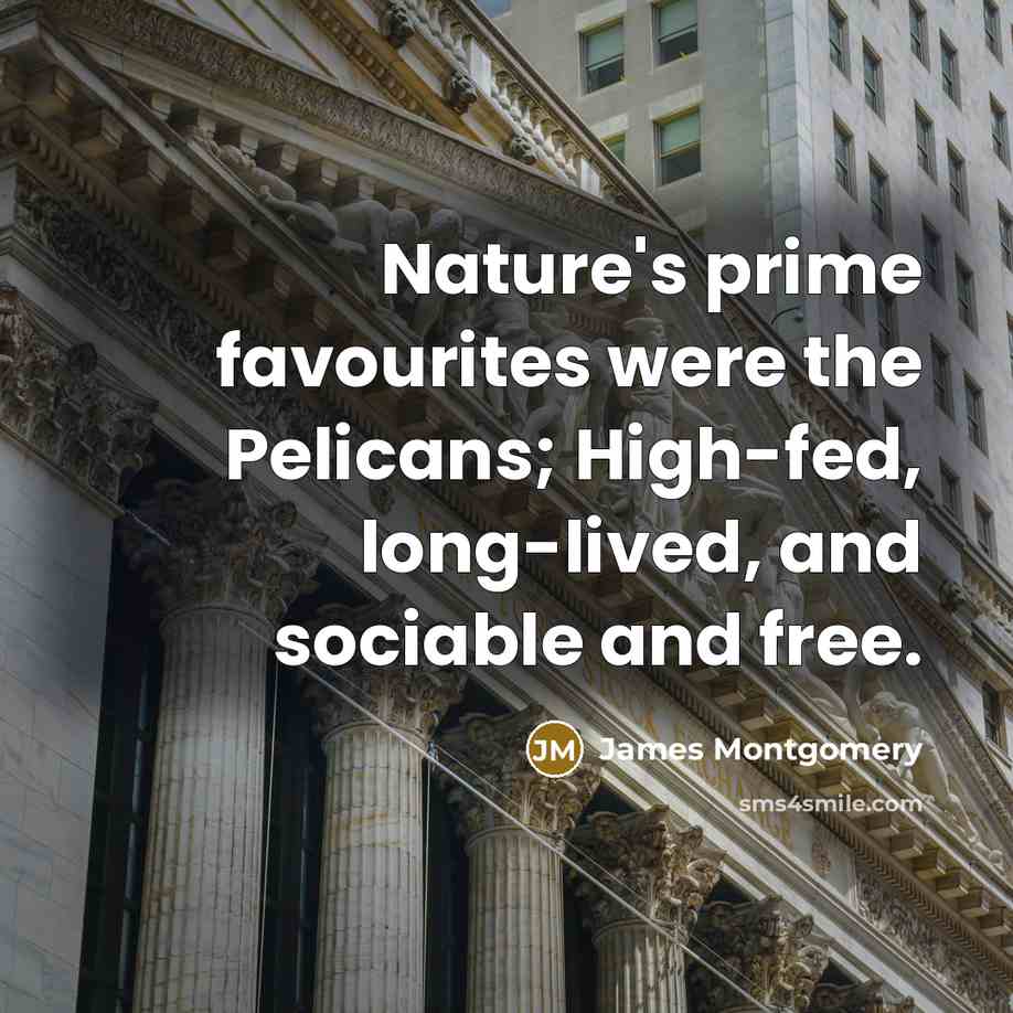 “Nature's prime favourites were the Pelicans; High-fed, long-lived, and sociable…” quote by James Montgomery