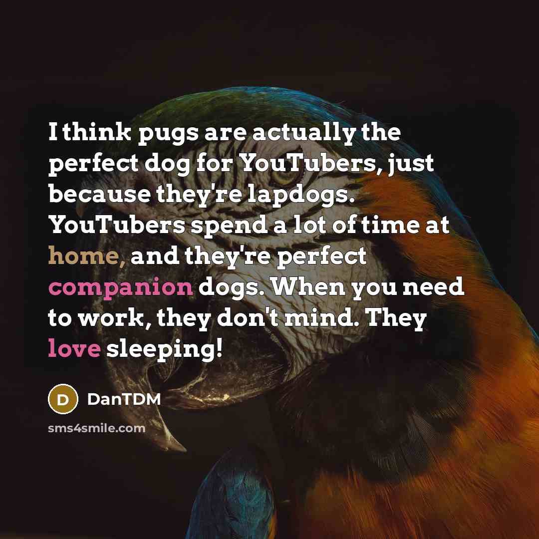 “I think pugs are actually the perfect dog for YouTubers, just because they're lapdogs. YouTubers spend a lot of time at home, and they're perfect companion dogs. When you need to work, they don't mind. They love sleeping!” quote by DanTDM
