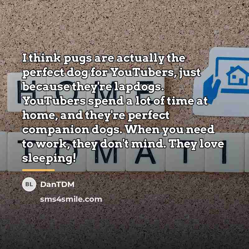 “I think pugs are actually the perfect dog for YouTubers,…” quote by DanTDM