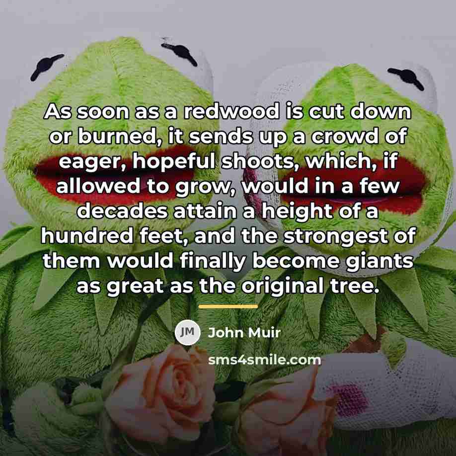“As soon as a redwood is cut down or burned,…” quote by John Muir