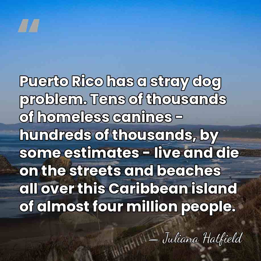 Puerto Rico has a stray dog problem. Tens of thousands of homeless&hellip; - Juliana Hatfield