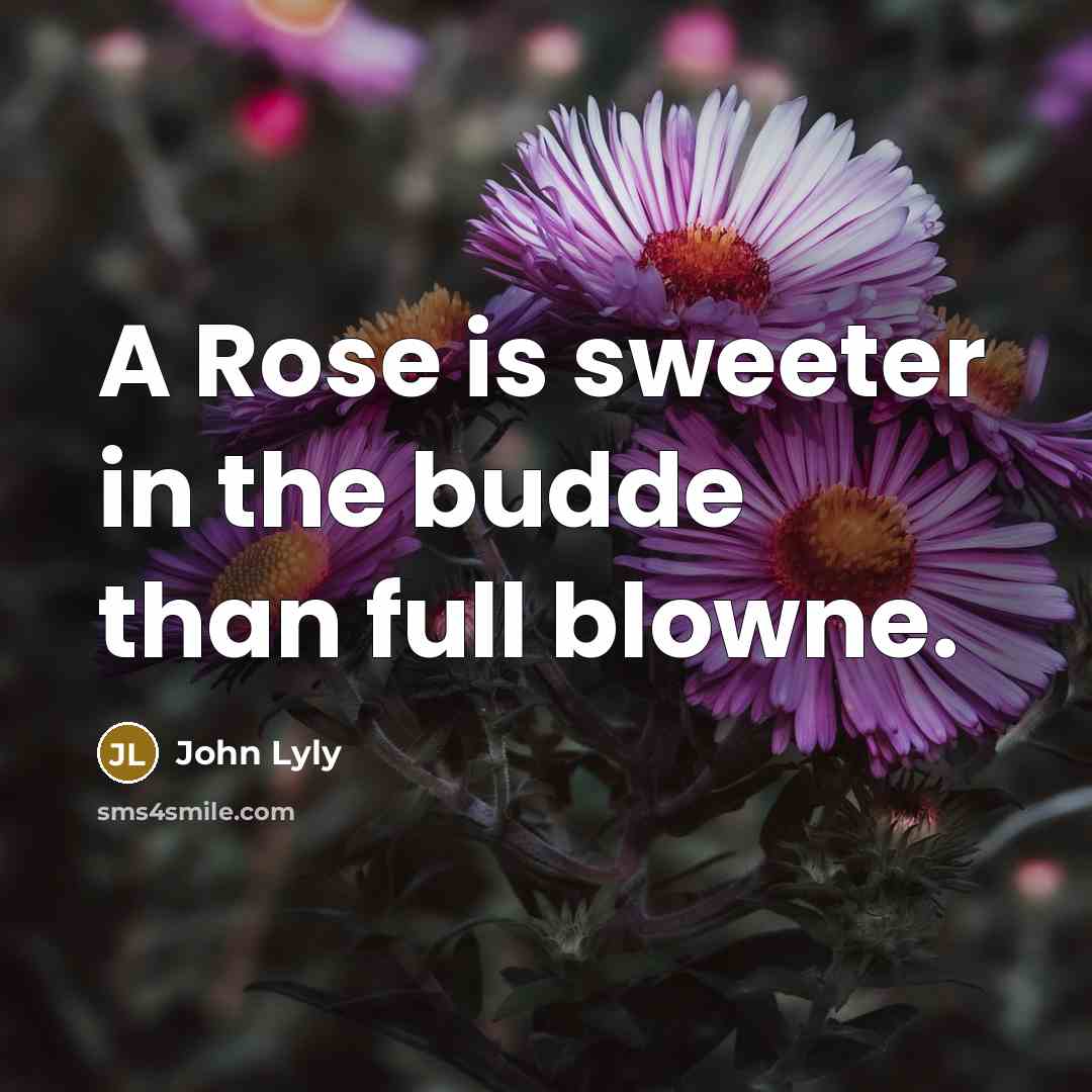 “A Rose is sweeter in the budde than full blowne.…” quote by John Lyly