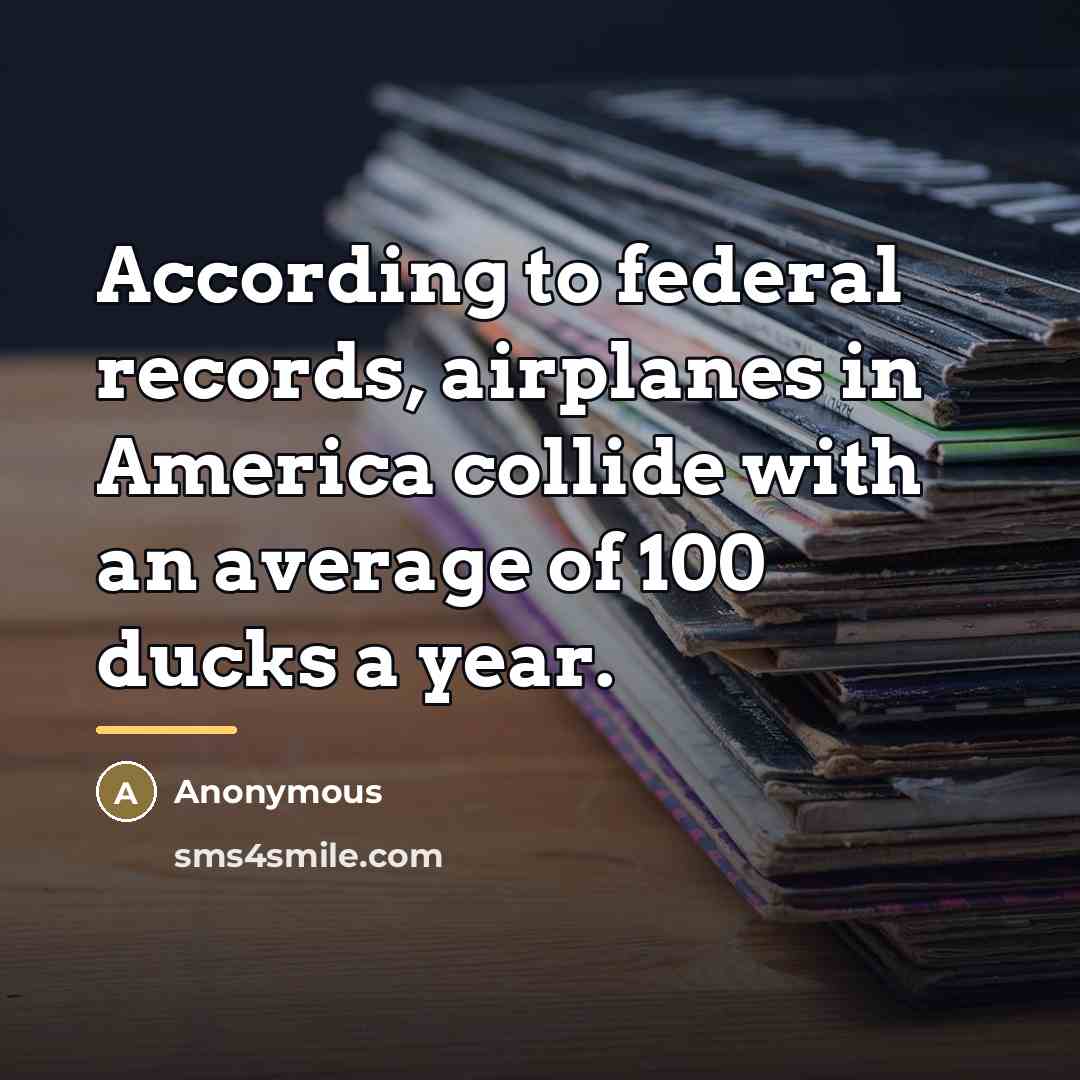 “According to federal records, airplanes in America collide with an…” quote by Anonymous