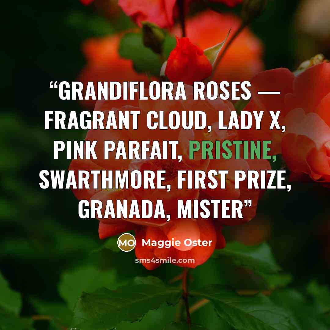 “Grandiflora Roses — Fragrant Cloud, Lady X, Pink Parfait, Pristine, Swarthmore, First Prize, Granada, Mister” quote by Maggie Oster