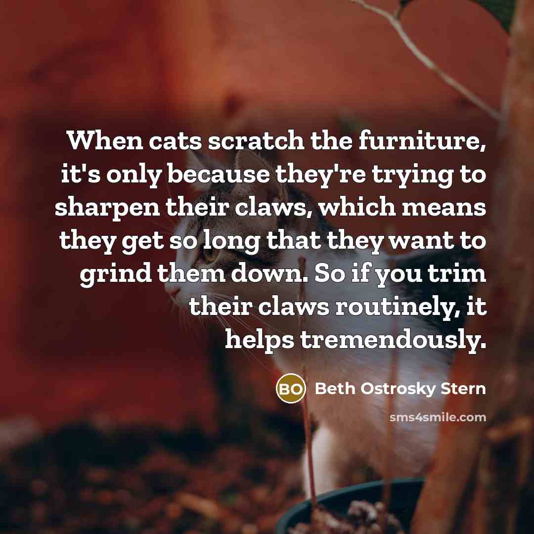 “When cats scratch the furniture, it's only because they're trying…” quote by Beth Ostrosky Stern