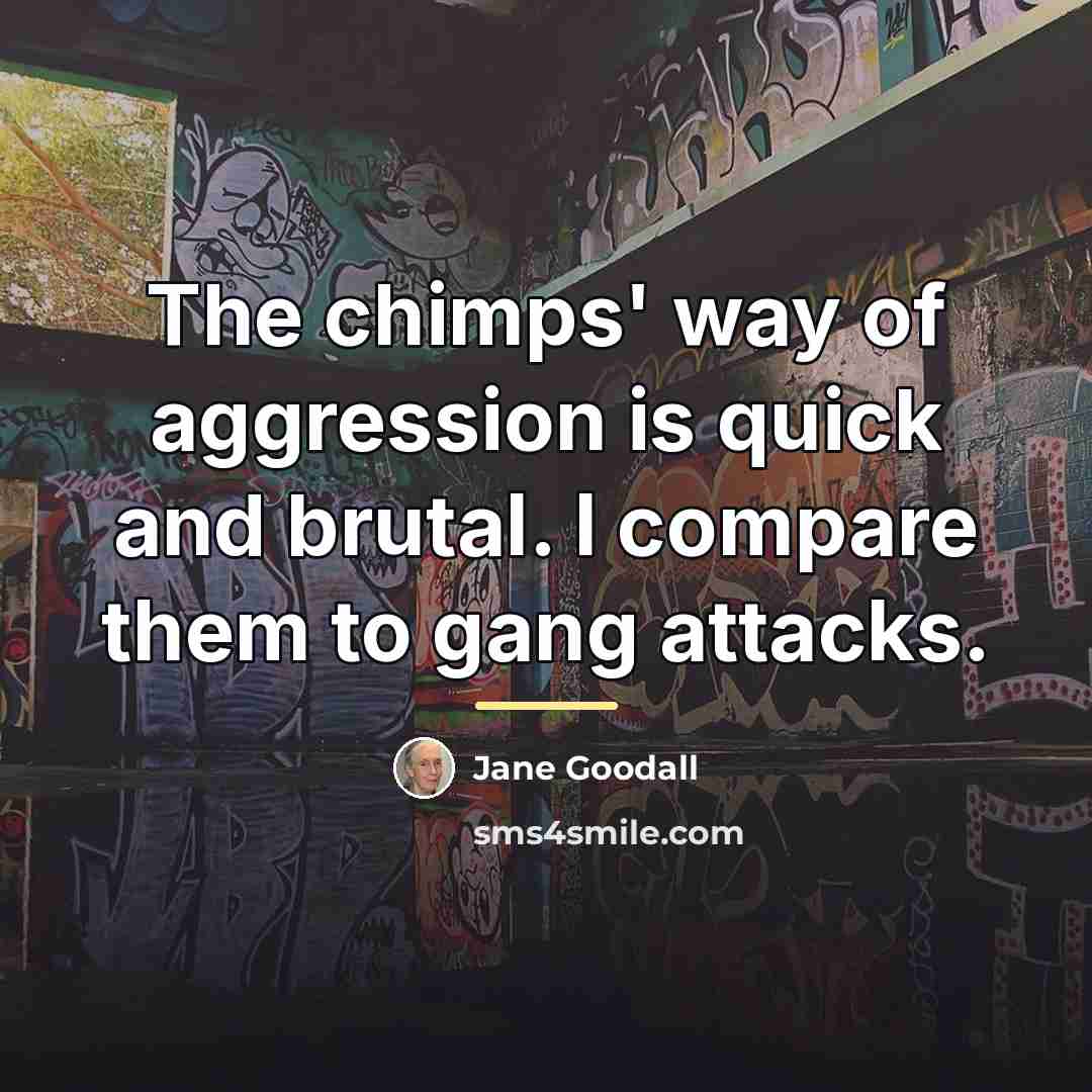 “The chimps' way of aggression is quick and brutal. I…” quote by Jane Goodall