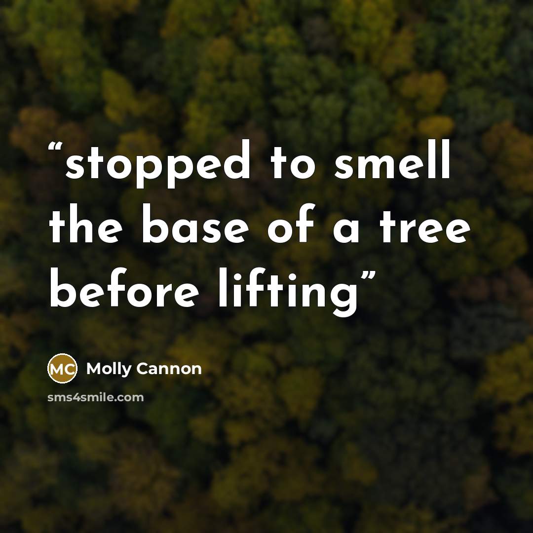 “stopped to smell the base of a tree before lifting” quote by Molly Cannon