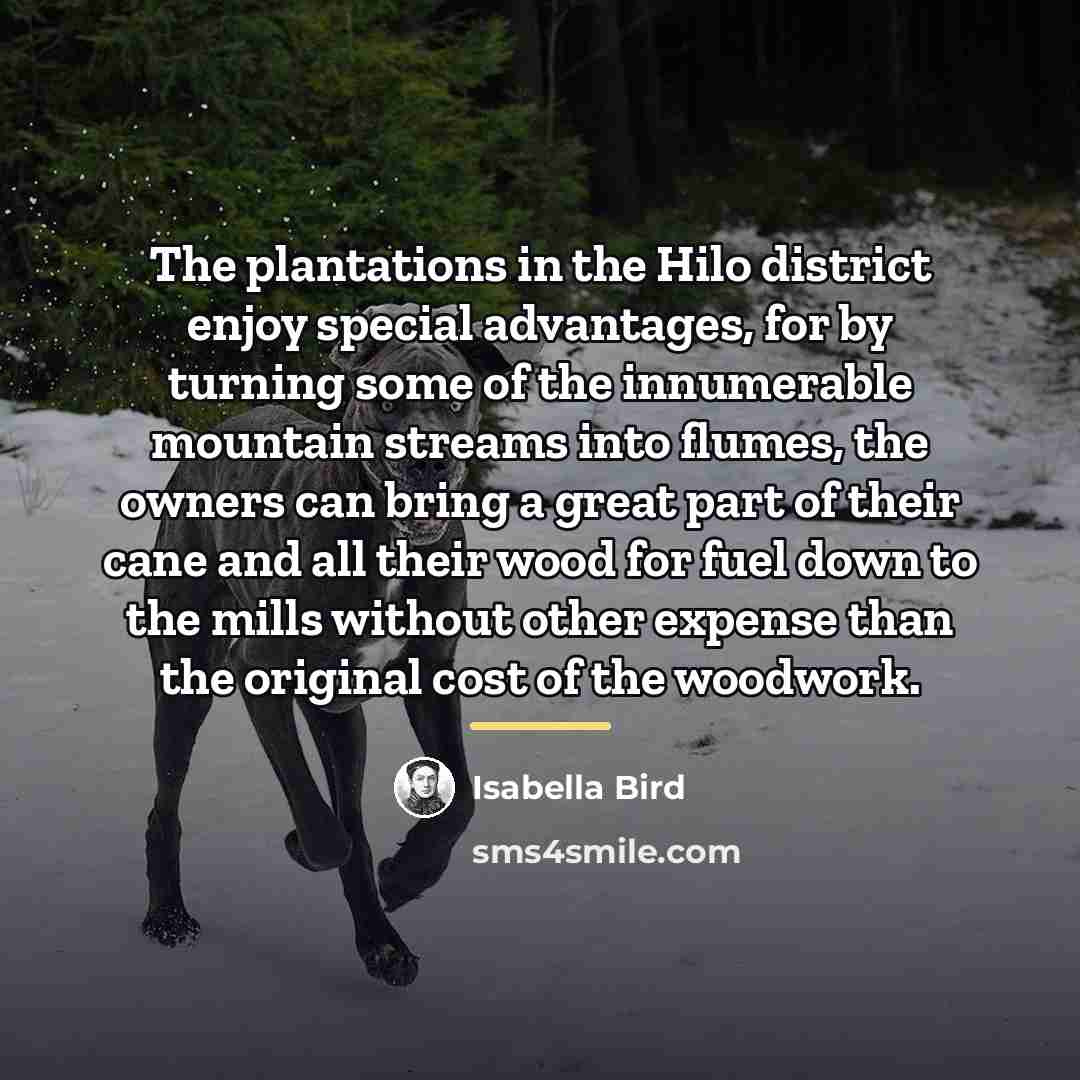 “The plantations in the Hilo district enjoy special advantages, for…” quote by Isabella Bird
