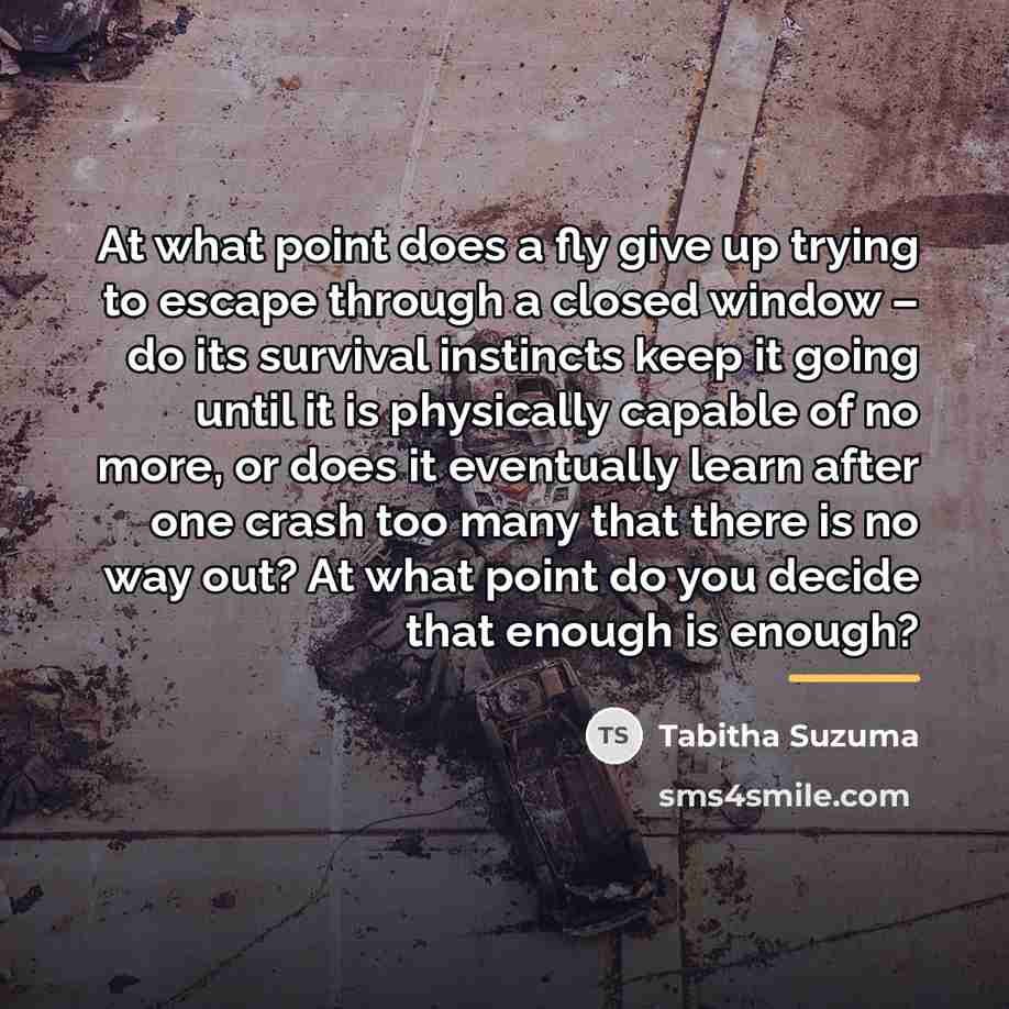 “At what point does a fly give up trying to…” quote by Tabitha Suzuma