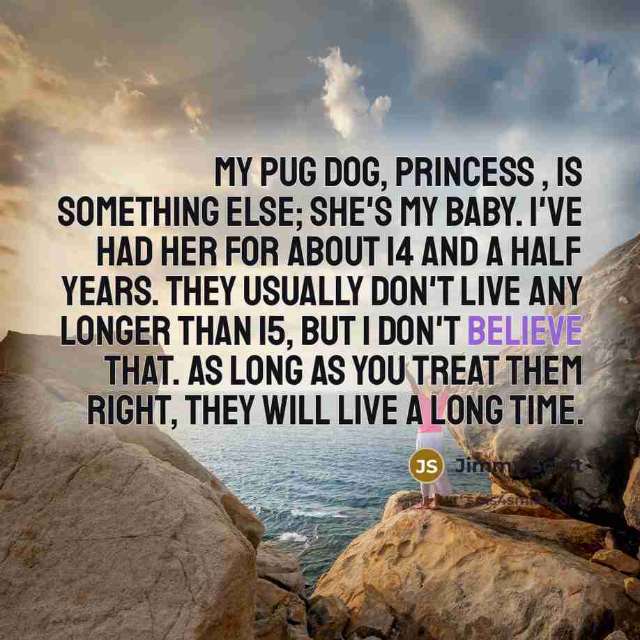 “My pug dog, Princess , is something else; she's my…” quote by Jimmy Scott