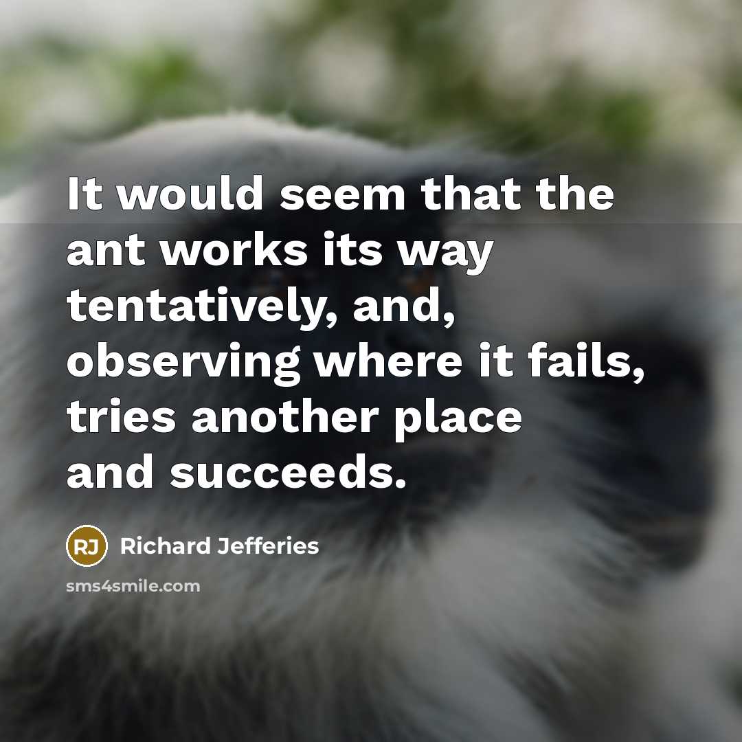 “It would seem that the ant works its way tentatively,…” quote by Richard Jefferies