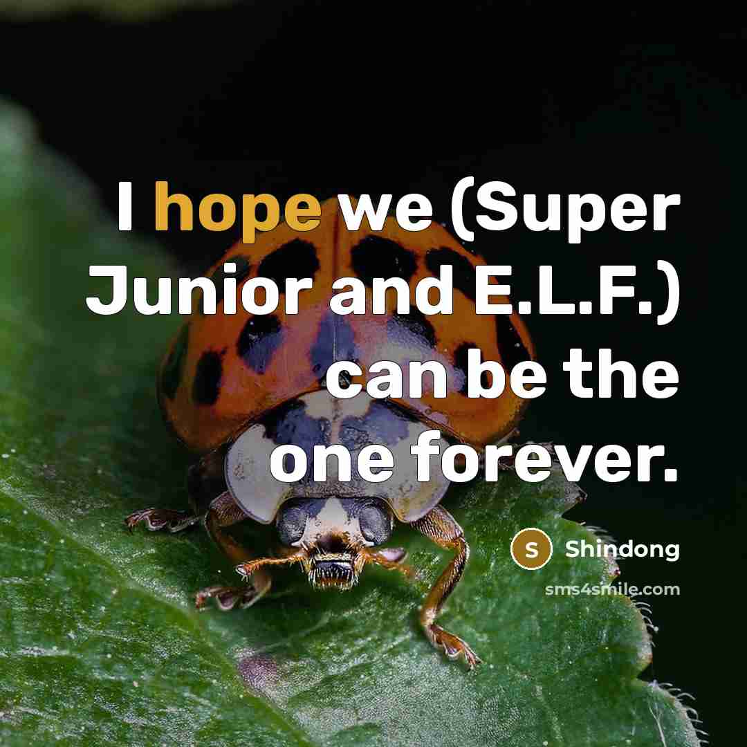 “I hope we (Super Junior and E.L.F.) can be the…” quote by Shindong