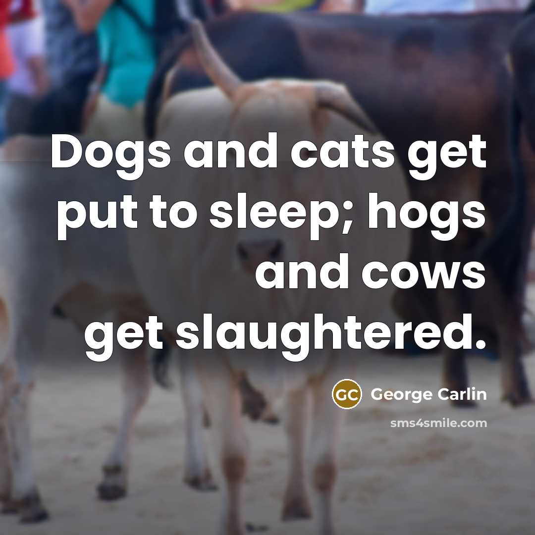 “Dogs and cats get put to sleep; hogs and cows…” quote by George Carlin