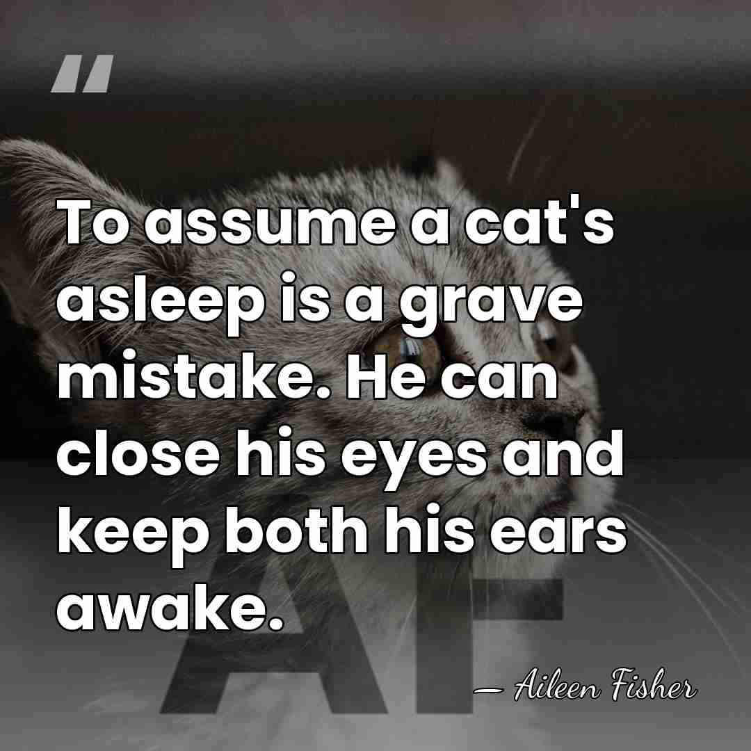 To assume a cat's asleep is a grave mistake. He can close&hellip; - Aileen Fisher