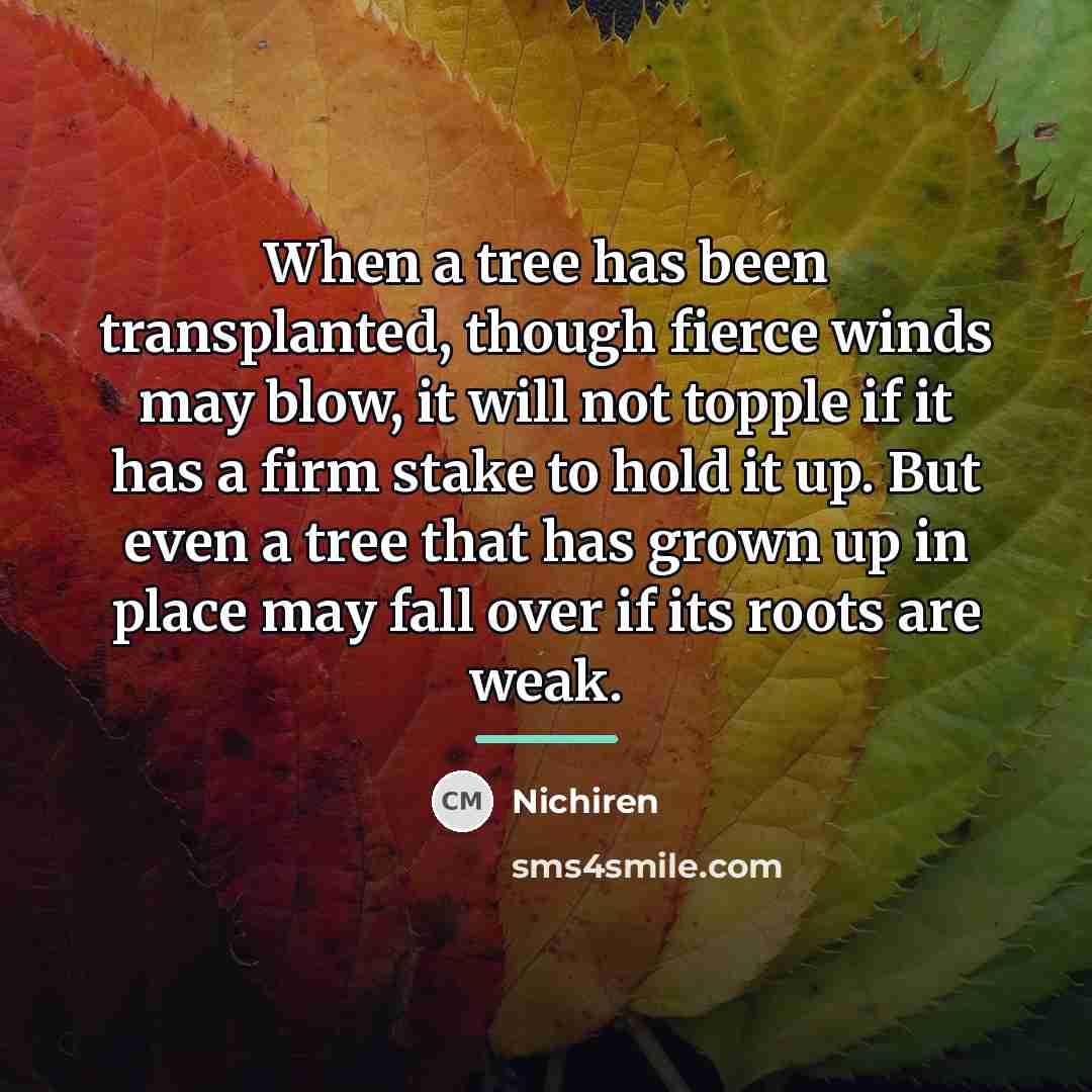 “When a tree has been transplanted, though fierce winds may…” quote by Nichiren