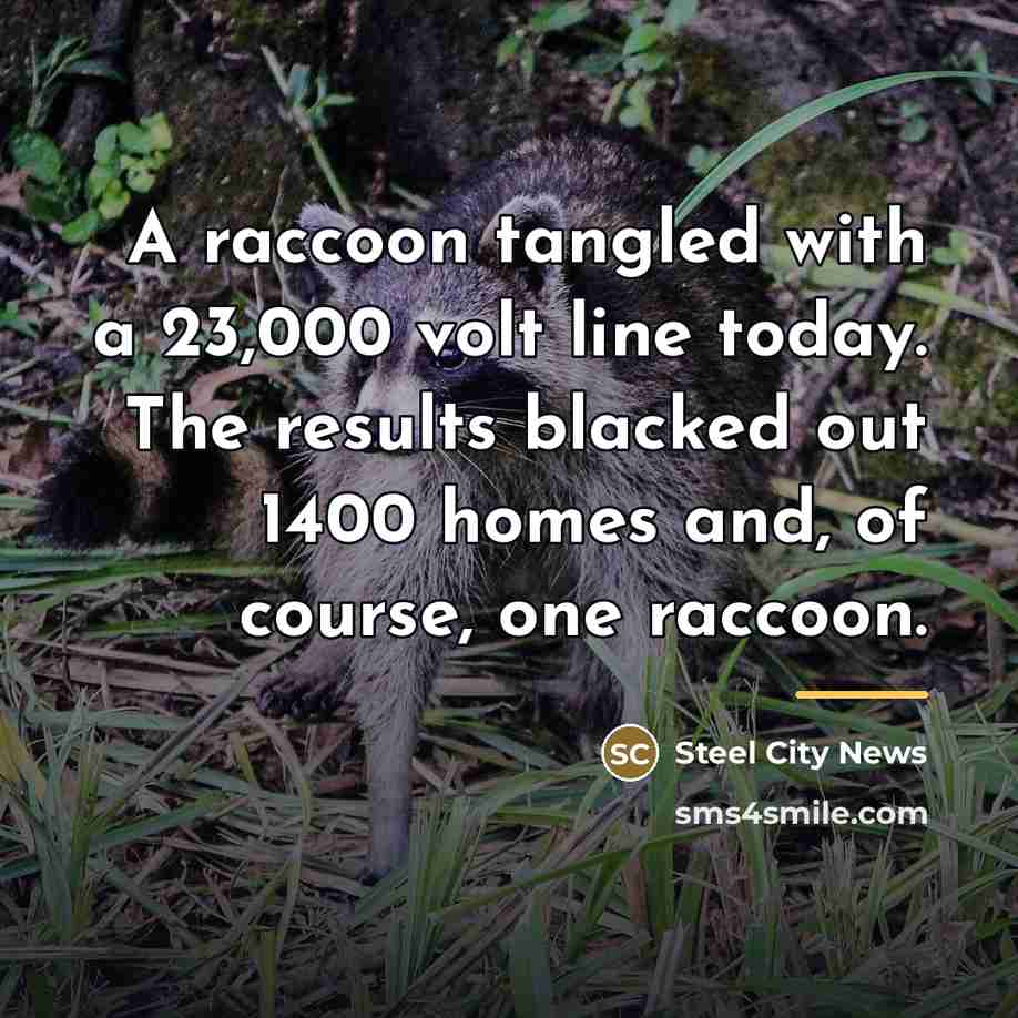 “A raccoon tangled with a 23,000 volt line today. The…” quote by Steel City News