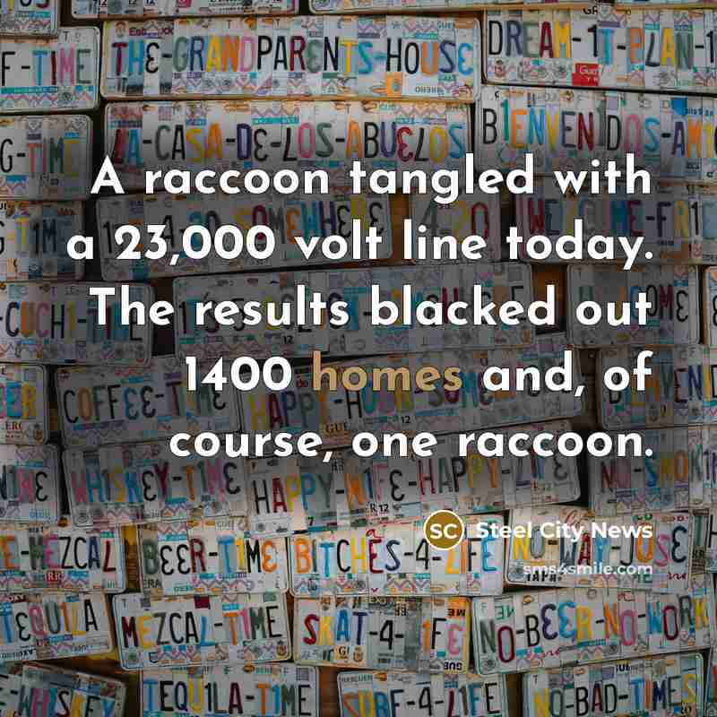 “A raccoon tangled with a 23,000 volt line today. The results blacked out 1400 homes and, of course, one raccoon.” quote by Steel City News