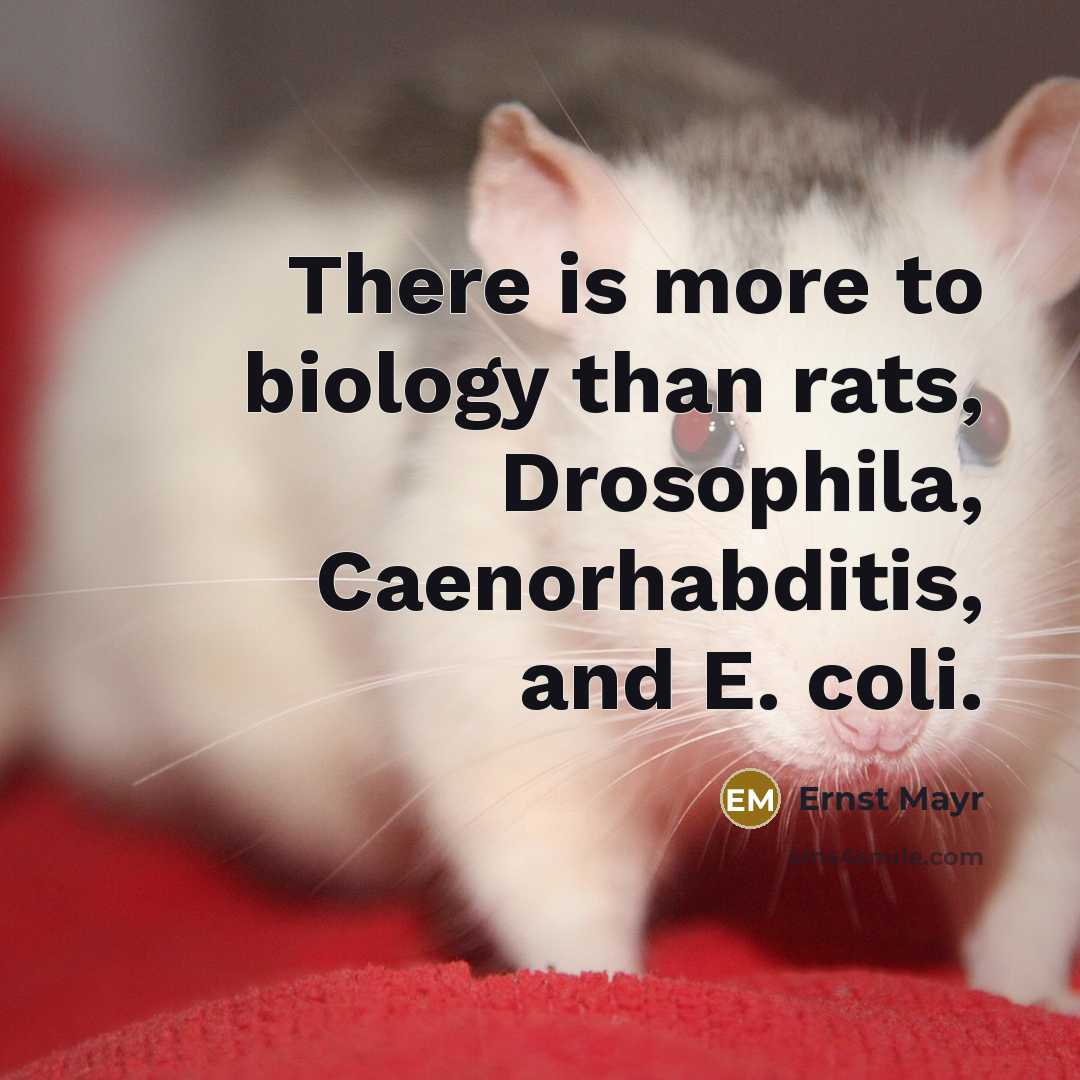 “There is more to biology than rats, Drosophila, Caenorhabditis, and…” quote by Ernst Mayr