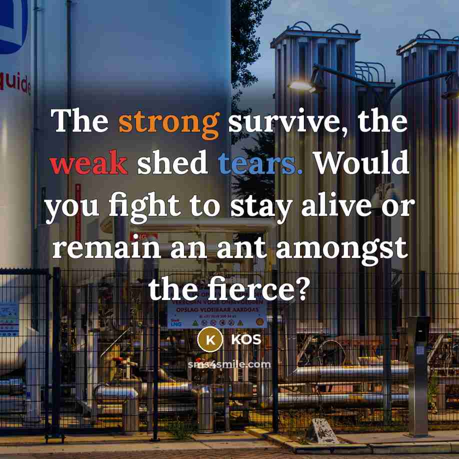 “The strong survive, the weak shed tears. Would you fight…” quote by Kos