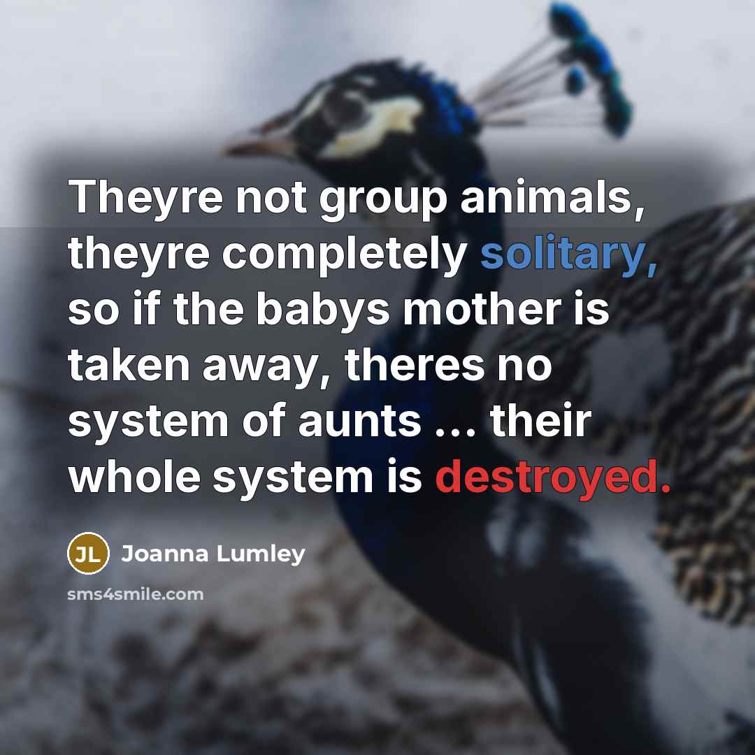 “Theyre not group animals, theyre completely solitary, so if the…” quote by Joanna Lumley