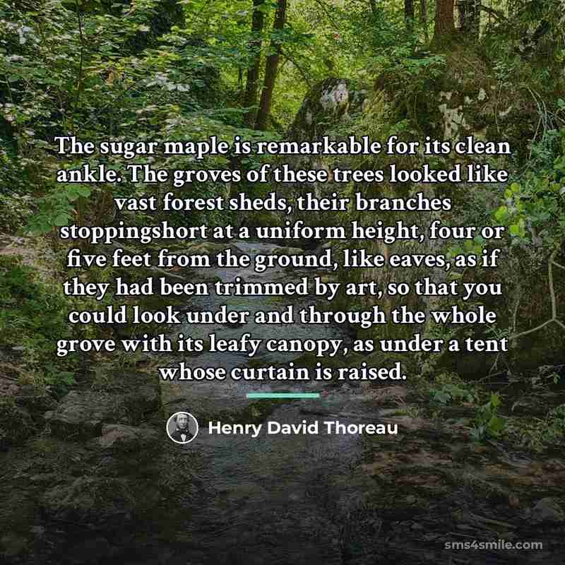 “The sugar maple is remarkable for its clean ankle. The…” quote by Henry David Thoreau