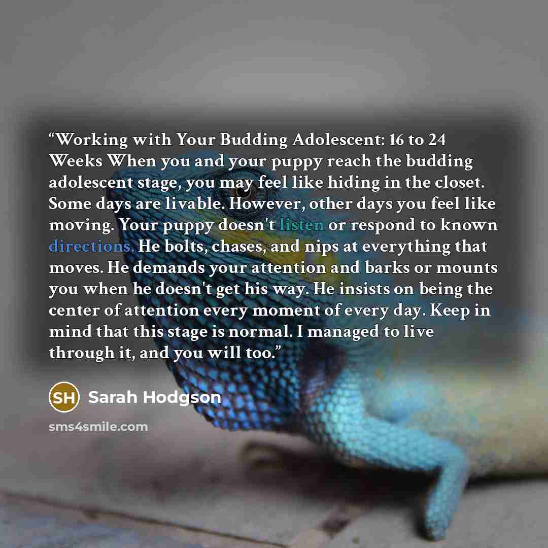 “Working with Your Budding Adolescent: 16 to 24 Weeks When you and your puppy reach the budding adolescent stage, you may feel like hiding in the closet. Some days are livable. However, other days you feel like moving. Your puppy doesn't listen or respond to known directions. He bolts, chases, and…” quote by Sarah Hodgson