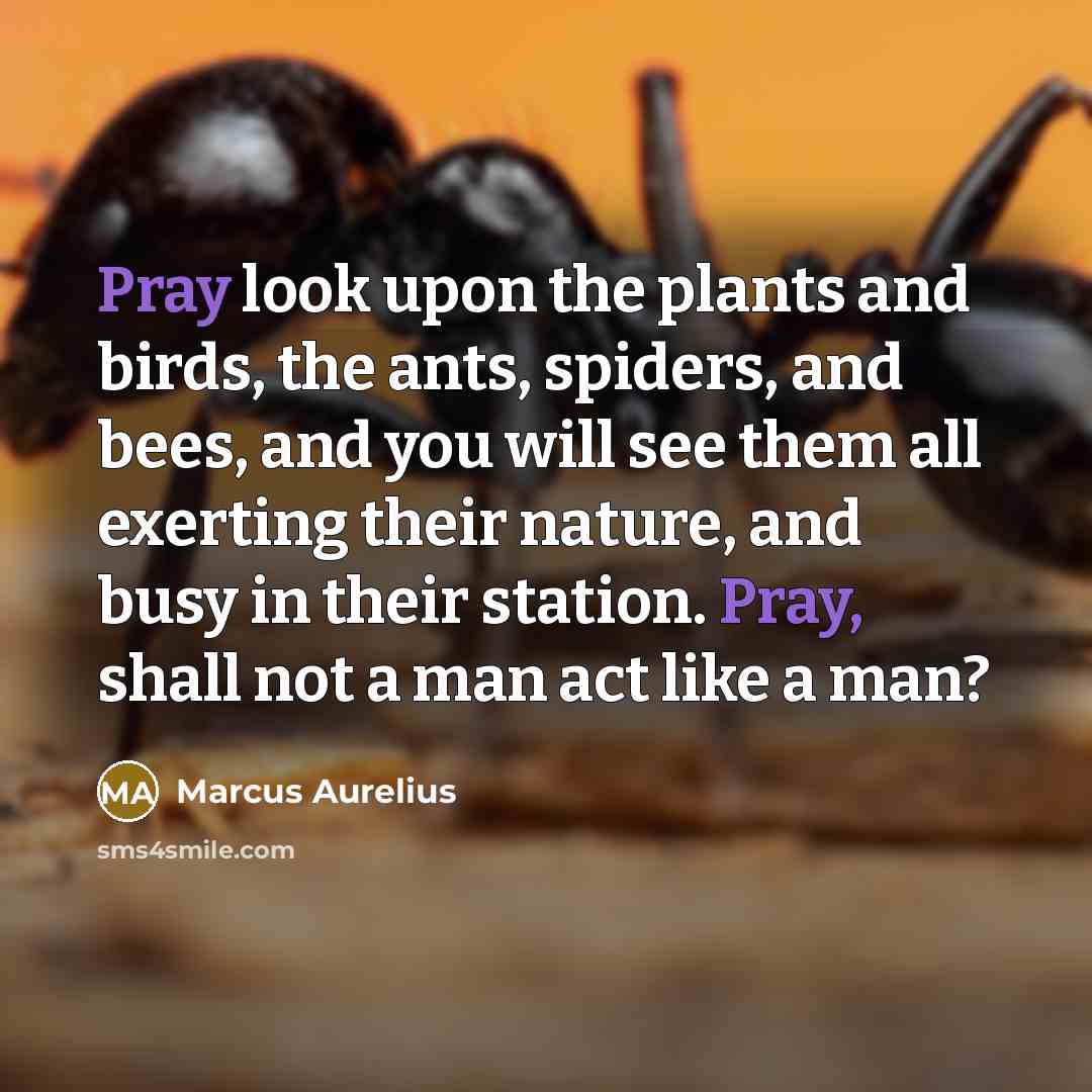 “Pray look upon the plants and birds, the ants, spiders,…” quote by Marcus Aurelius