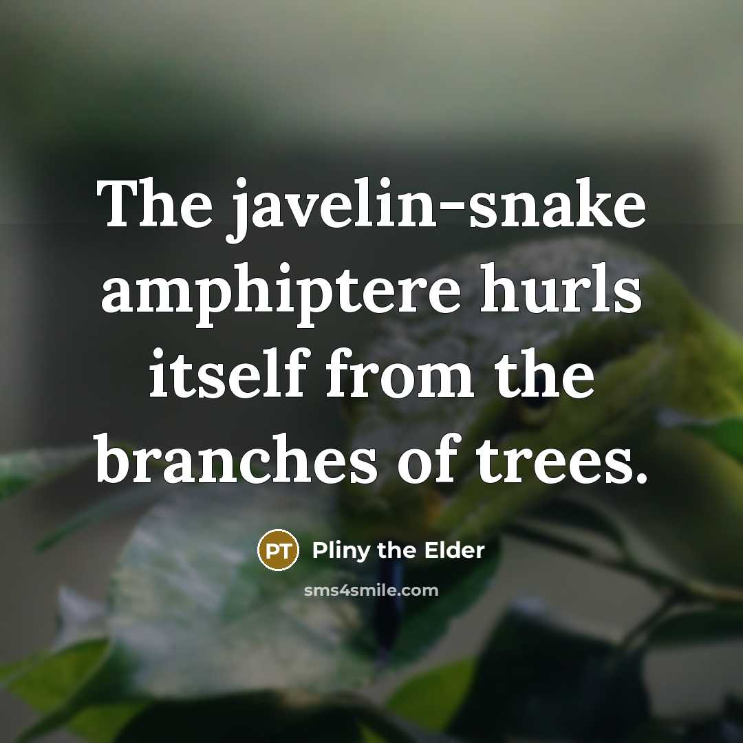 “The javelin-snake amphiptere hurls itself from the branches of trees.…” quote by Pliny the Elder