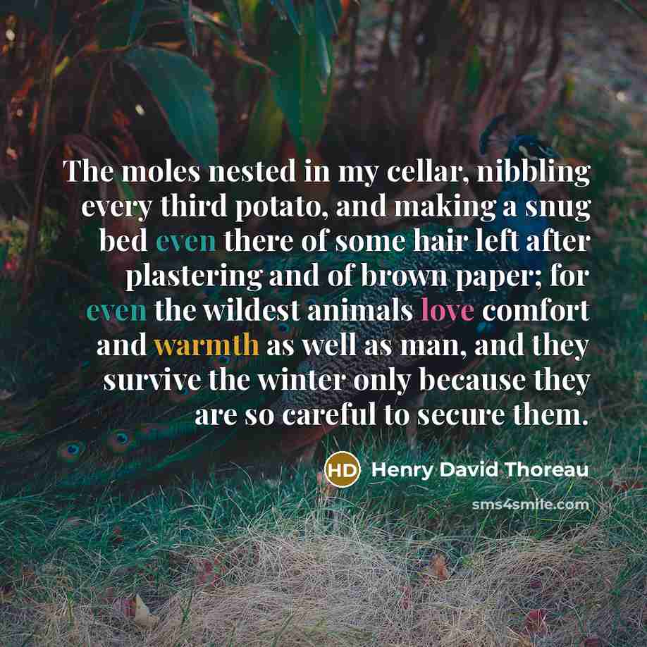 “The moles nested in my cellar, nibbling every third potato,…” quote by Henry David Thoreau