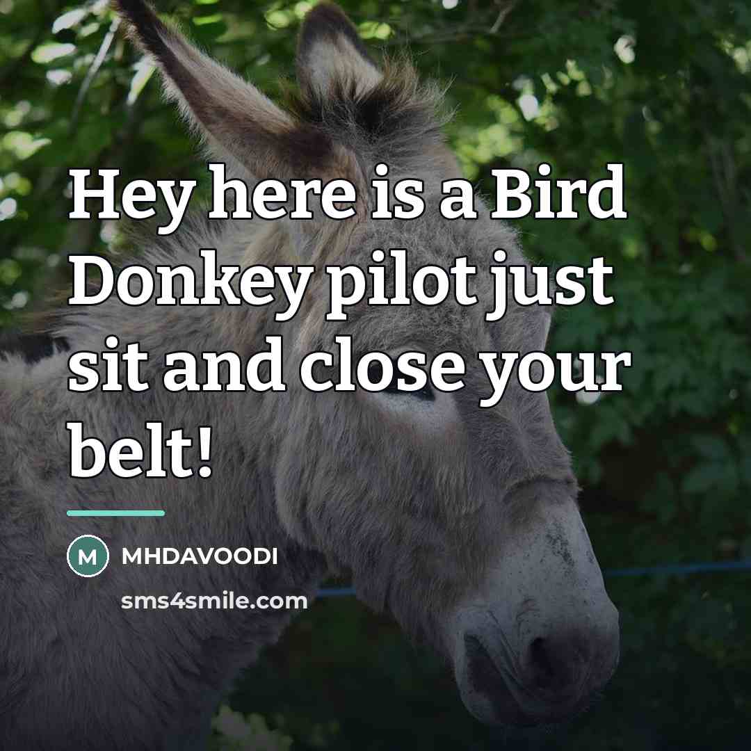 “Hey here is a Bird Donkey pilot just sit and…” quote by MHDAVOODI
