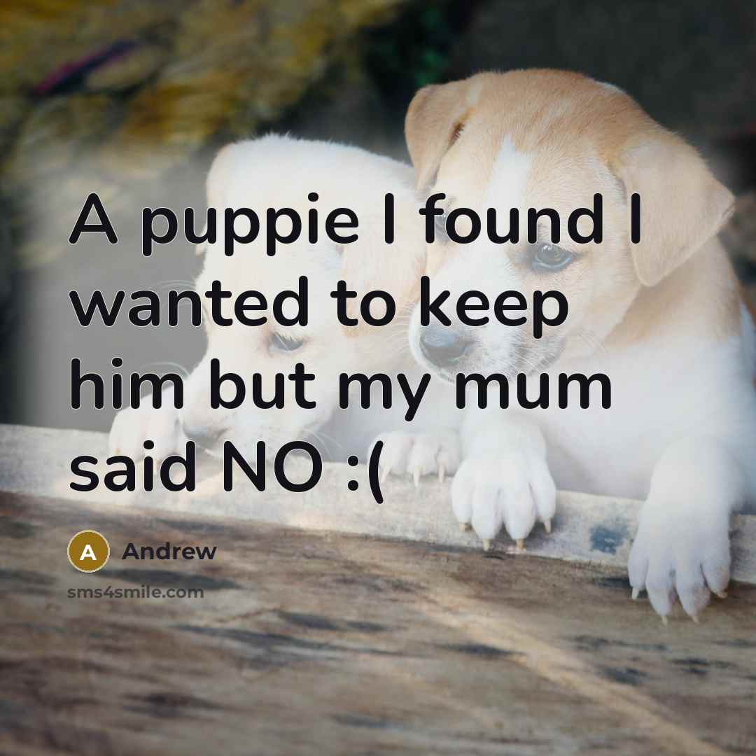 “A puppie I found I wanted to keep him but…” quote by Andrew