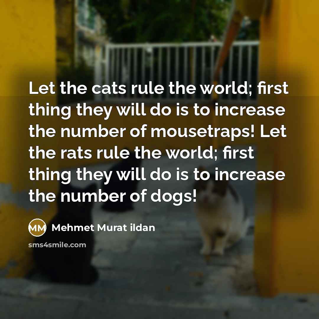 “Let the cats rule the world; first thing they will…” quote by Mehmet Murat Ildan
