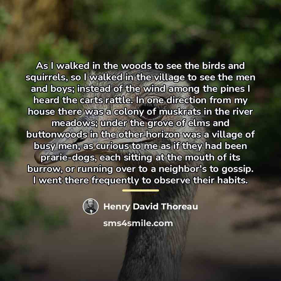 “As I walked in the woods to see the birds…” quote by Henry David Thoreau
