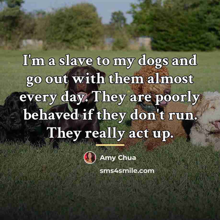 “I'm a slave to my dogs and go out with…” quote by Amy Chua