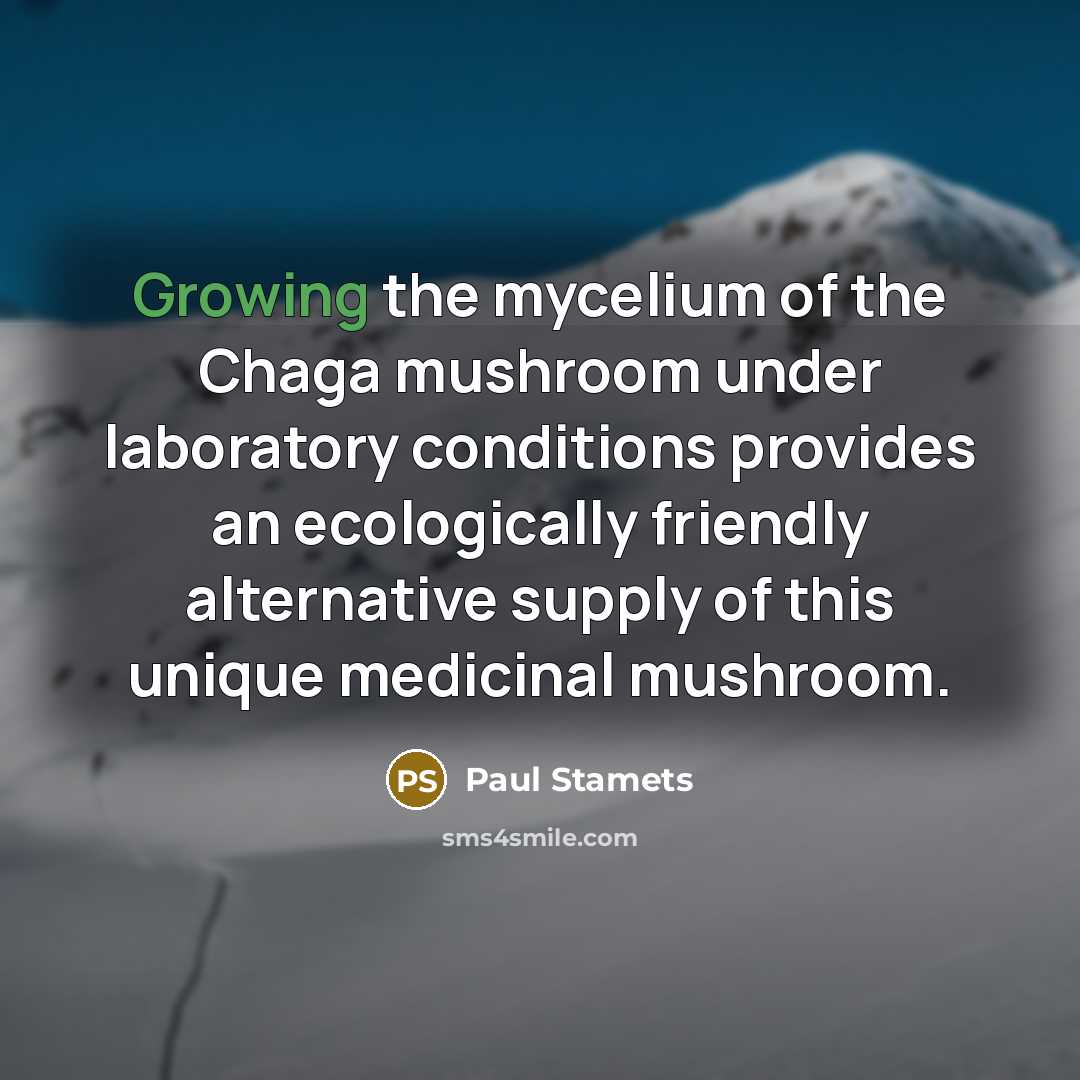 “Growing the mycelium of the Chaga mushroom under laboratory conditions…” quote by Paul Stamets
