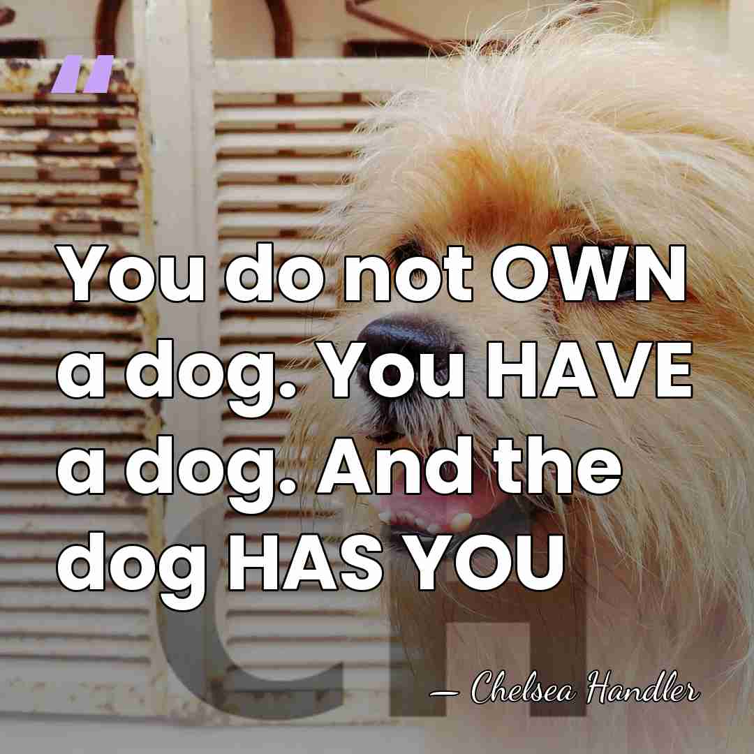 You do not OWN a dog. You HAVE a dog. And the&hellip; - Chelsea Handler