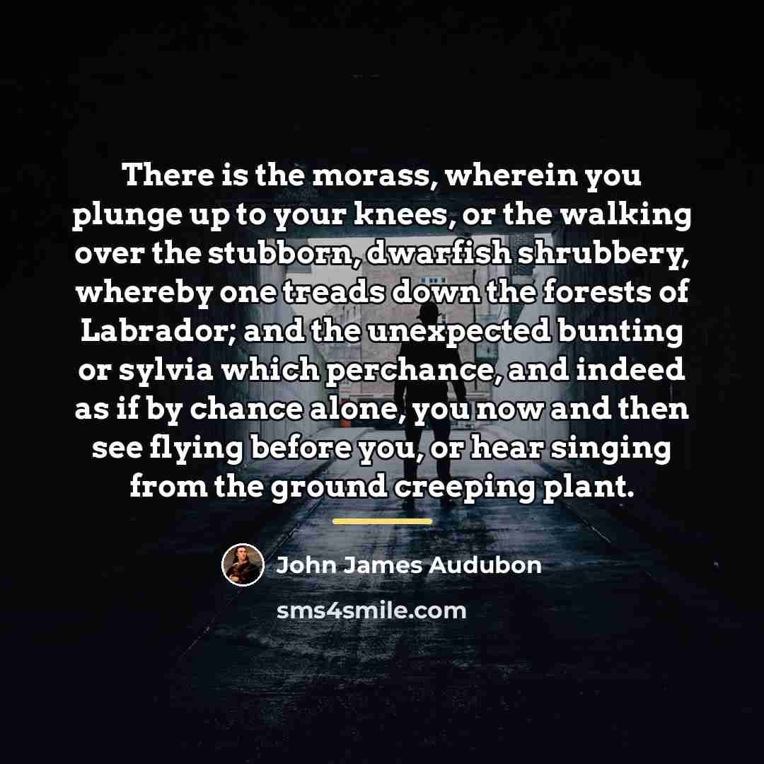 “There is the morass, wherein you plunge up to your…” quote by John James Audubon