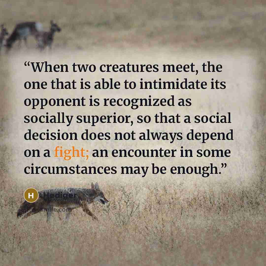 “When two creatures meet, the one that is able to intimidate its opponent is recognized as socially superior, so that a social decision does not always depend on a fight; an encounter in some circumstances may be enough.” quote by Hediger