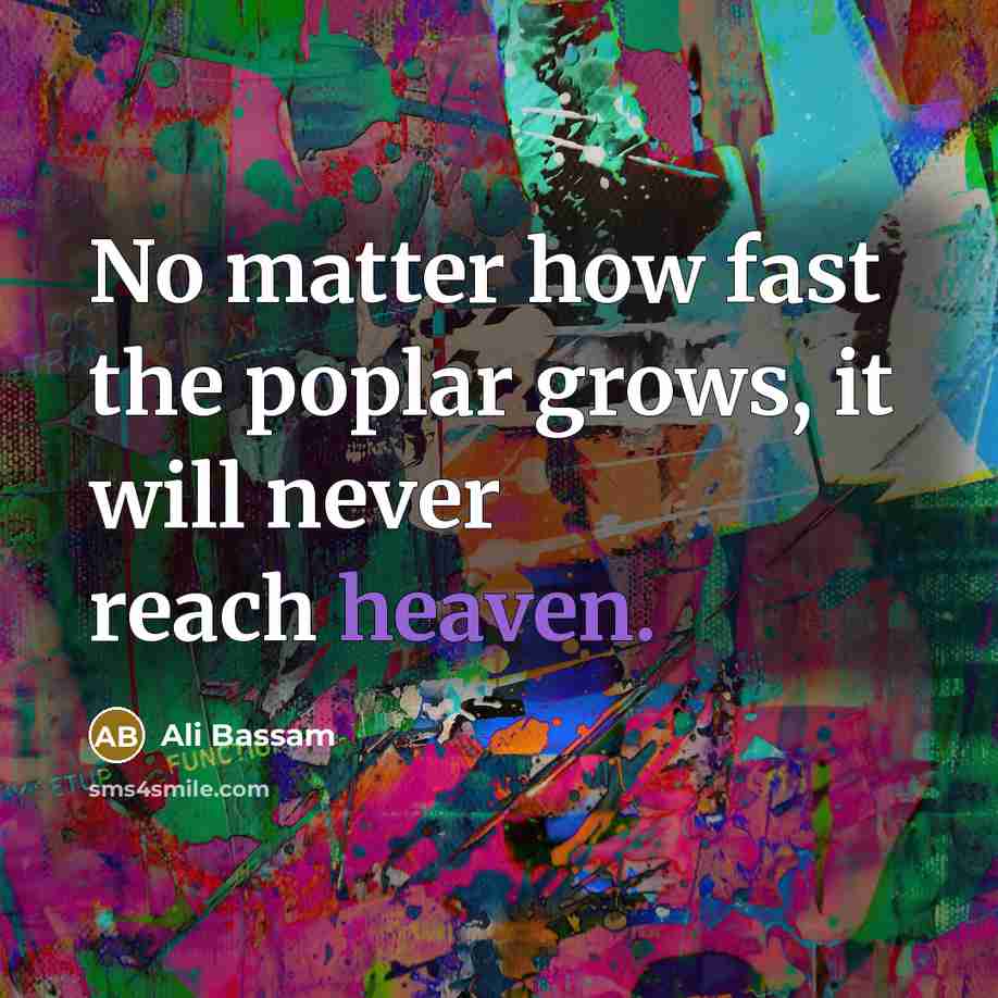 “No matter how fast the poplar grows, it will never…” quote by Ali Bassam