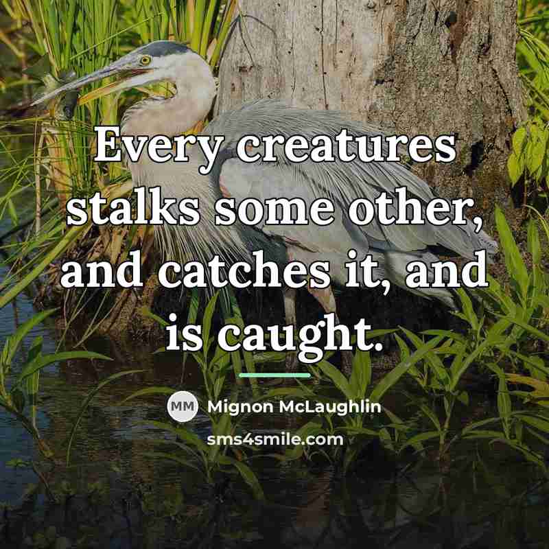 “Every creatures stalks some other, and catches it, and is…” quote by Mignon McLaughlin