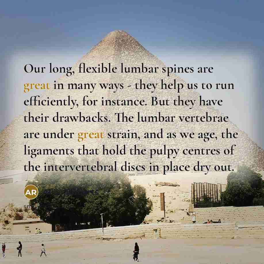 “Our long, flexible lumbar spines are great in many ways…” quote by Alice Roberts