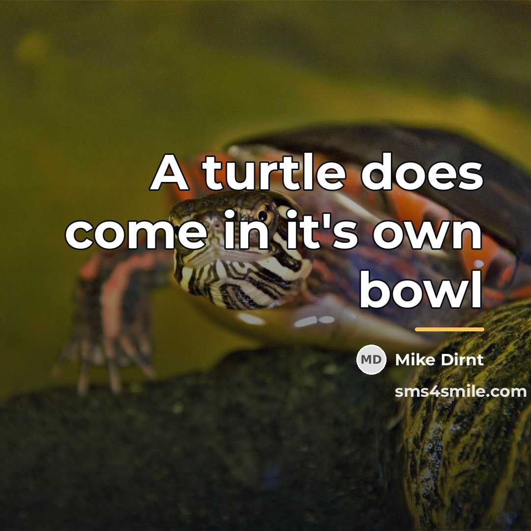 “A turtle does come in it's own bowl…” quote by Mike Dirnt