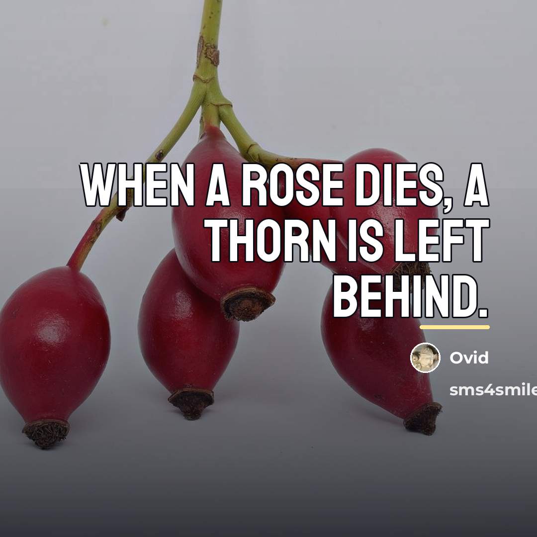“When a rose dies, a thorn is left behind.…” quote by Ovid