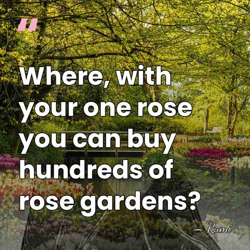 Where, with your one rose you can buy hundreds of rose gardens? - Rumi
