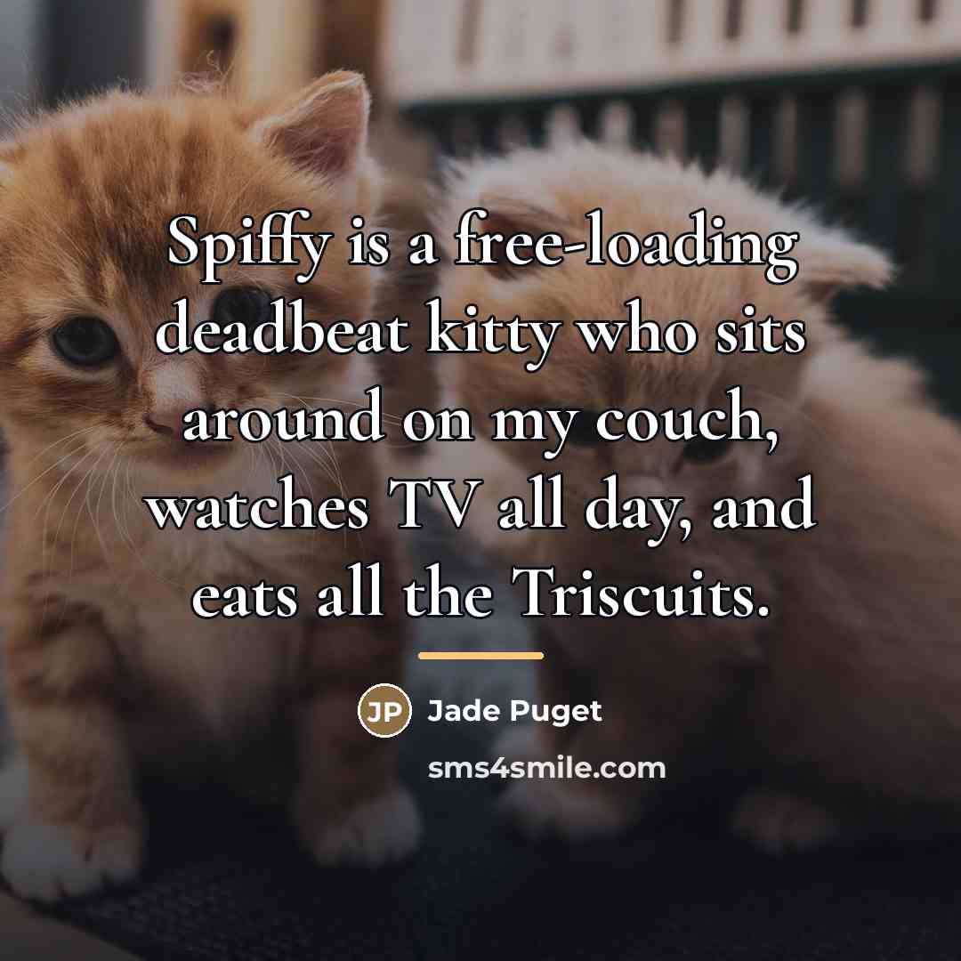 “Spiffy is a free-loading deadbeat kitty who sits around on…” quote by Jade Puget