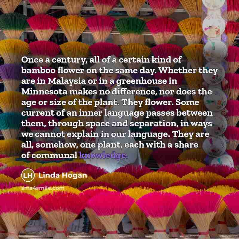 “Once a century, all of a certain kind of bamboo…” quote by Linda Hogan