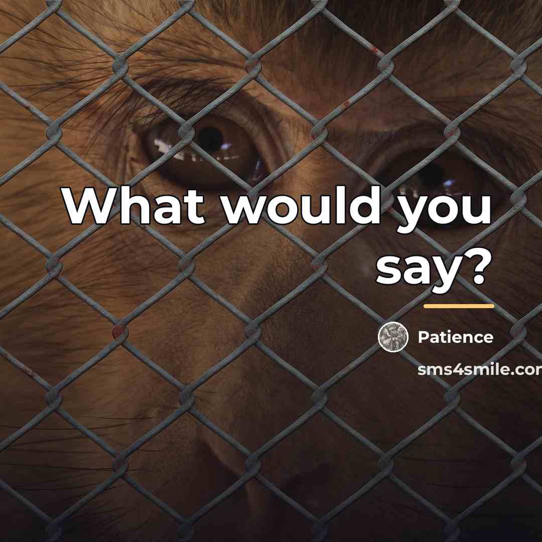 “What would you say?…” quote by Patience