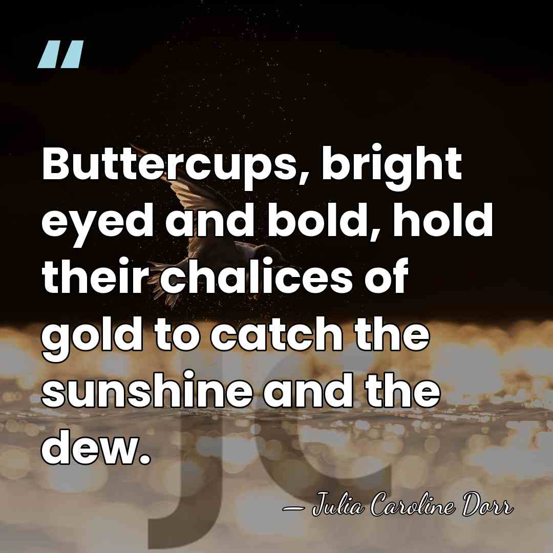 Buttercups, bright eyed and bold, hold their chalices of gold to catch&hellip; - Julia Caroline Dorr