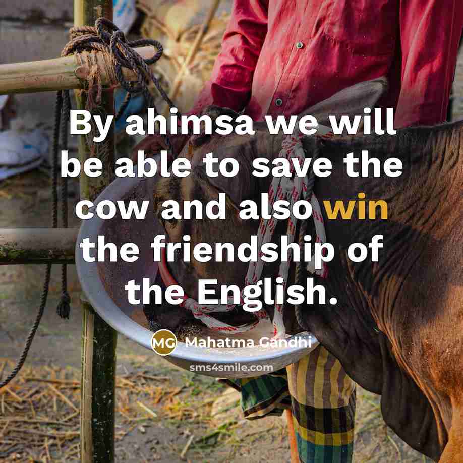“By ahimsa we will be able to save the cow…” quote by Mahatma Gandhi